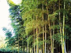 -龙寺生态园