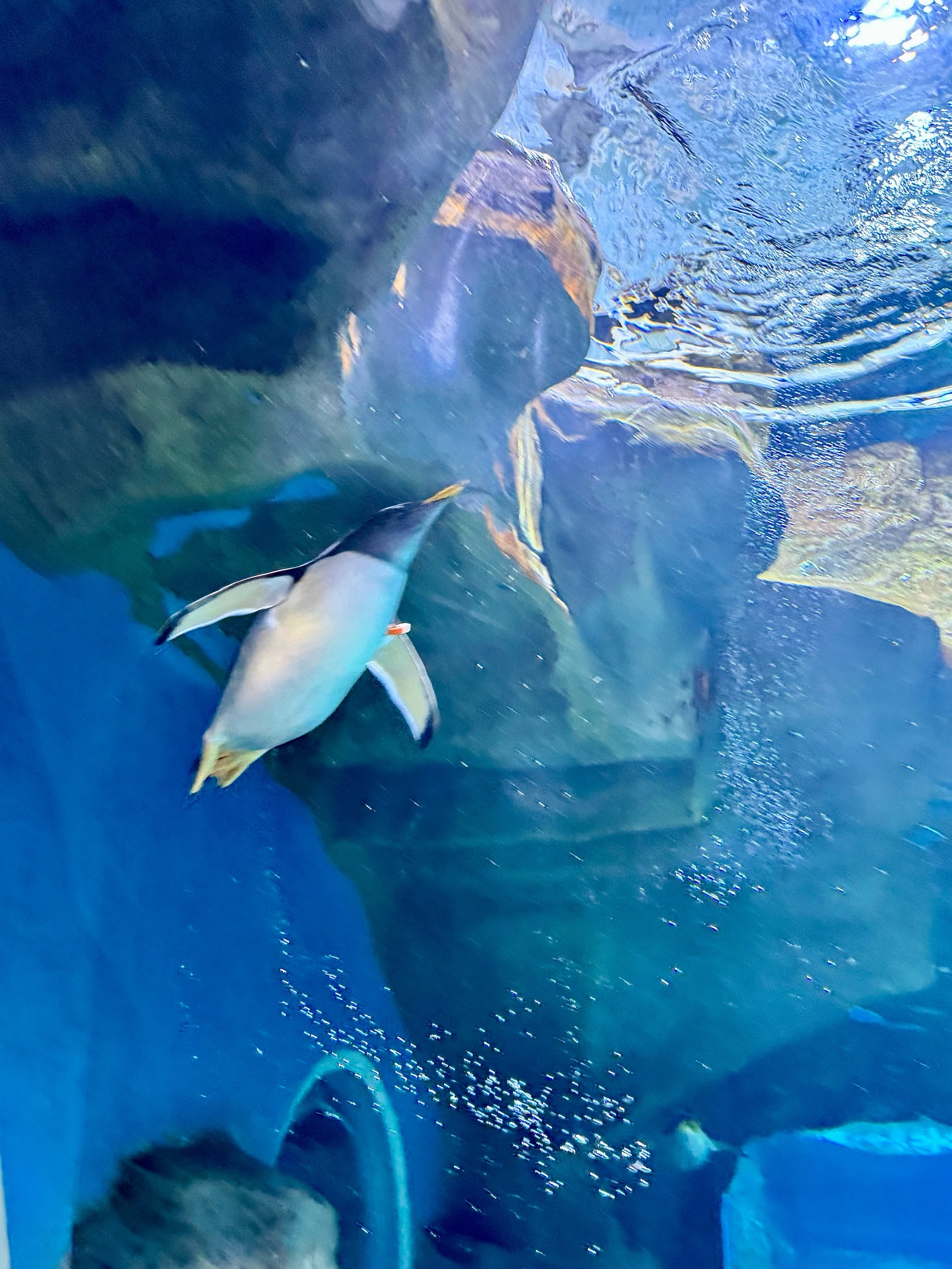 郑州海洋馆🪄live图存在的意义