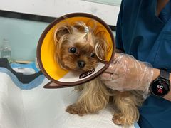 -嘉馨宠物医院·CT影像转诊·心脏科·犬猫全科诊疗中心(下沙大学城院区)