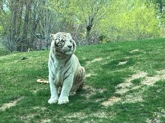 -北京野生动物园