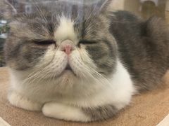 -瑞鹏宠物医院·骨科·猫科·内科(第一中心)