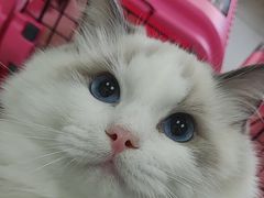 -纳吉亚猫专科动物诊疗中心(蒋宅口分院)