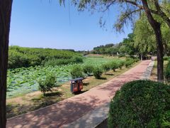 -丁香湖公园