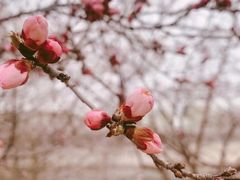 -桃花堤公园
