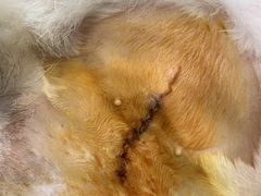 -爱诺耐芙动物医院(万博店)