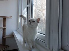 -猫大福·Fortune Cat猫舍(百子湾店)