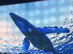 -海游荟·海洋文化餐厅(福田店)