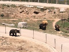 -青藏高原野生动物园
