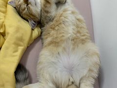 -宠福鑫康馨动物医院·骨科·眼科