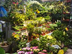 -大自然花鸟鱼虫市场