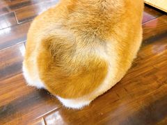 -豆柴町-柴犬主题狗咖(红鼎国际C座店)