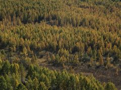 -莫尔道嘎国家森林公园