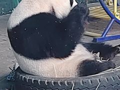 -沈阳森林动物园
