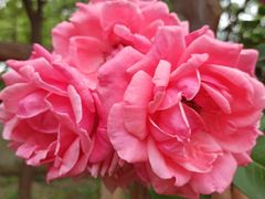 -南汇桃花村