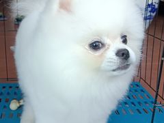 -北京恒爱动物医院(清景园分院)