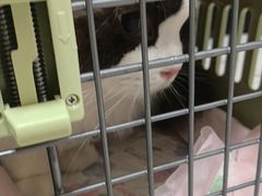 -瑞派康怡24h宠物医院·犬猫医疗中心·微创绝育(瑞景分院)