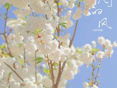 -天适樱花悠乐园