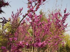 -大兴滨河森林公园