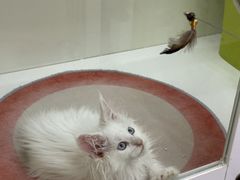 -青奢宠物·青奢猫舍