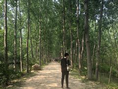 -合肥滨湖国家森林公园