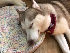 -Husky Go! 哈士奇体验馆·宠物咖啡厅狗咖