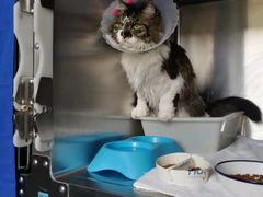 -纳吉亚猫专科动物医院博雅分院