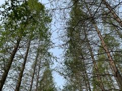 -黄海国家森林公园