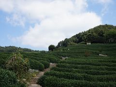 -龙井村