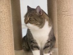 -喵园·猫主题咖啡厅·撸猫·猫咖(国贸店)