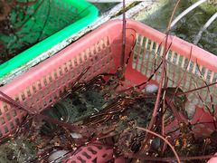龙虾-外伶仃岛海鲜市场
