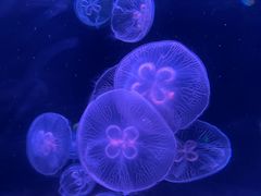 -欢乐海岸海洋奇梦馆