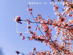 -顾村公园