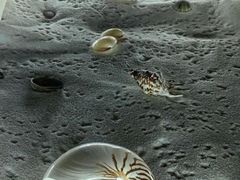 -青岛贝壳博物馆