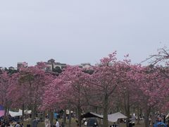 -风云岭森林公园
