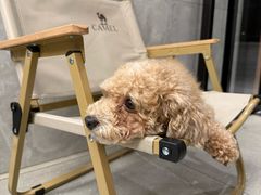 -北京派仕佳德动物医院·超导核磁·CT·神经科·骨科·内外科·急重症管理中心