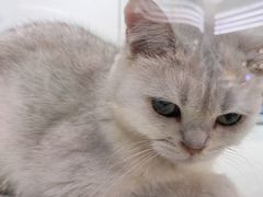-1013 PET SHOP精品宠物商店(丁香店)