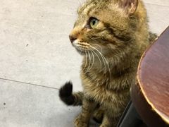 -上味馆南翔小笼(真金路店)