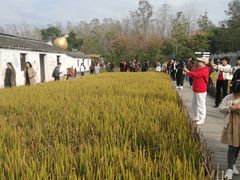 -溱湖国家湿地公园