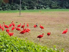 -广州长隆飞鸟乐园