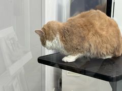 -爱洗澡的猫(天河路店)