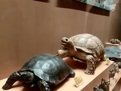 -天津自然博物馆