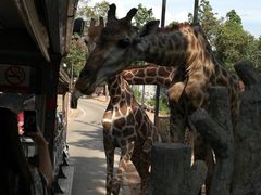 -清迈夜间动物园