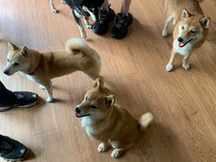 -柴犬高等学院·狗咖·柴犬售卖·宠物训练