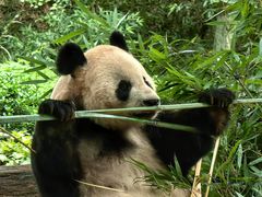 -都江堰中华大熊猫苑