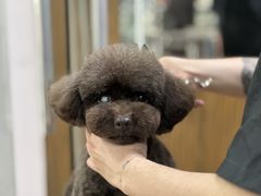 -鑫艺宠物美容培训学校