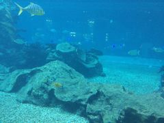 -海棠湾洲际-涛·海底餐厅·美人鱼·自助餐·海底隧道