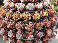 -南通洲际绿博园