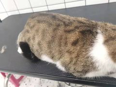 -BABIT巴比特宠物(MOMOPARK店)