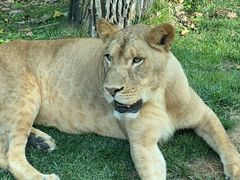 -北京野生动物园