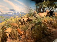 -陕西自然博物馆